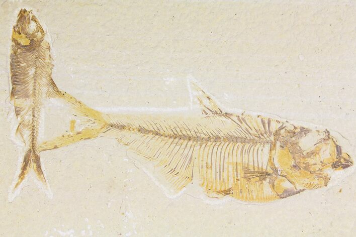 Fossil Fish (Diplomystus) With Knightia - Wyoming #177320